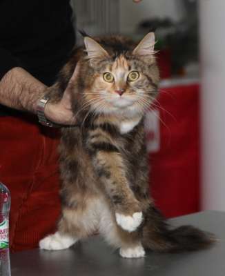 �������� ����� '������� ���-�����' 30 ������-1 ������� 2013., ������������ ��� 2251